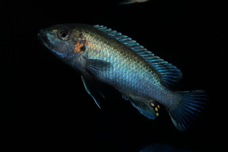Melanochromis lepidiadaptes 'Makanjila Point'
